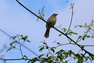 Birds of Tambaram