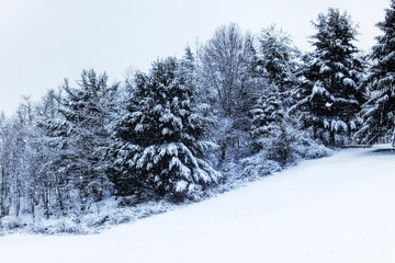 Fresh Snow Along The Interstate