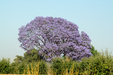 Flamboyant bleu, Jacaranda, Jacaranda mimosifolia