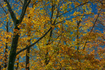 Obraz premium yellow autumn leaves on tree
