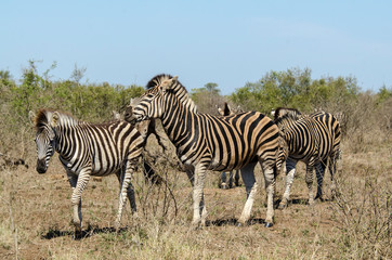 Fototapeta premium Zèbre de Burchell, Equus quagga, Parc national Kruger, Afrique du Sud