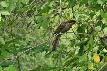 Birds of Tambaram