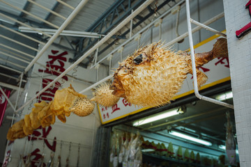 dried blow fish for sale at a shop in china