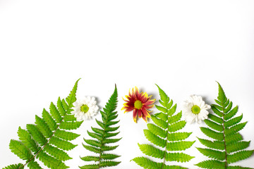a collection of leaves and flowers in season on a white background