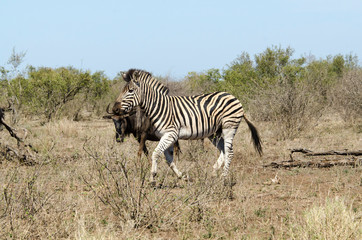 Fototapeta premium Zèbre de Burchell, Equus quagga, Parc national Kruger, Afrique du Sud