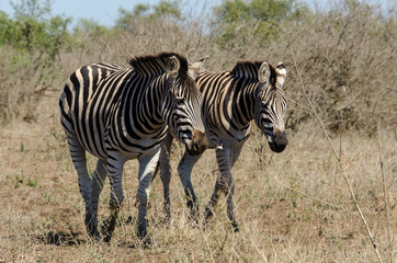 Fototapeta na wymiar Zèbre de Burchell, Equus quagga, Parc national Kruger, Afrique du Sud