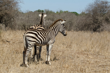 Obraz premium Zèbre de Burchell, Equus quagga, Parc national Kruger, Afrique du Sud