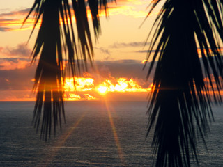 Silhouette of palm tree leaves with selective focus on sunset on an ocean coast with clouds...