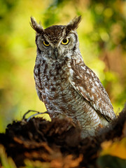 Spotted Eagle-Owl - Bubo africanus also called African spotted eagle-owl, and African eagle-owl, is...