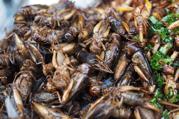 Fried Insect street food of Thailand