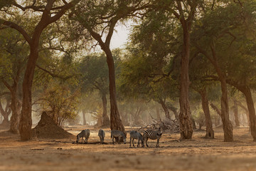 Plains Zebra - Equus quagga formerly Equus burchellii, also common zebra, the most common and geographically widespread species of zebra, black and white stripes. Group in the forest