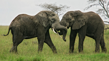 Afrikanischer Elefant (Loxodonta africana) zwei kämpfende Bullen in Savanne, Serengeti National Park, Tansania
