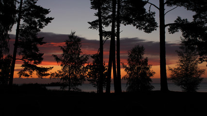 Fototapeta na wymiar Sunrise scene in Vita Sannar, Sweden. Outlines of trees and multi coloured clouds.