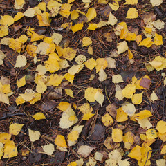 Golden birch leaves on forest soil. October scene.