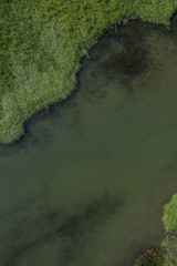 River and algae landscape top view