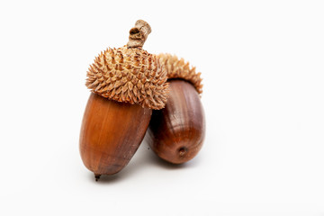 Close up shot two acorns on a white background.