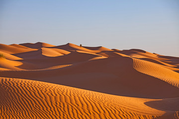 desert with broomster
