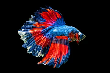 Foto op Plexiglas The moving moment beautiful of red and blue siamese betta fish or fancy betta splendens fighting fish in thailand on black background. Thailand called Pla-kad or half moon biting fish. © Soonthorn