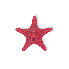 Dried Red sea star fish isolated on white background.