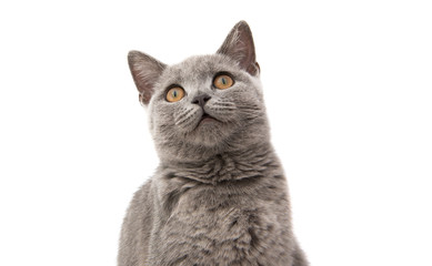 gray cat isolated