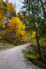 Fototapeta na wymiar Autumn Alps mountain forest. Near Gosauseen or Vorderer Gosausee lake, Upper Austria. Dachstein summit and glacier in far.