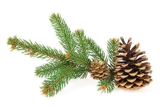 Isolated image of fir branch with fir cones on a white background. Christmas decoration.
