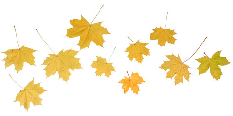 Collection of yellow maple leaves isolated on white background
