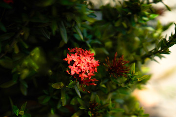 Ixora or red flower in nature bush with shade