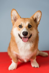 Tired Corgi dog lies on a red coverlet after active games. His mouth is open and his tongue is out. Dog is thirsty. Copy space