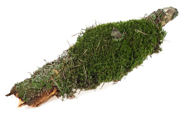 Green moss on rotten tree branch isolated on a white background