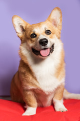 Portrait of a Corgi dog. Dog sits on a purple background and looks at the camera. His mouth is open and his tongue is out. Ears stick out. Copy space