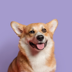 Portrait of a funny Corgi dog. Dog sits on a purple background and looks at the camera. His mouth is open and his tongue is out. Ears stick out. Copy space