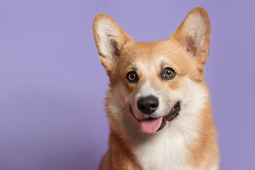 Portrait of a Corgi dog. Dog sits on a purple background and looks at the camera. His mouth is open and his tongue is out. Ears stick out. Copy space