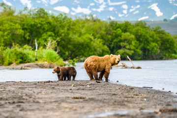 Ruling the landscape, brown bears of Kamchatka (Ursus arctos beringianus)