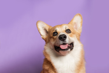 Portrait of a funny Corgi dog. Dog sits on a purple background and looks at the camera. His mouth is open and his tongue is out. Ears stick out. Copy space