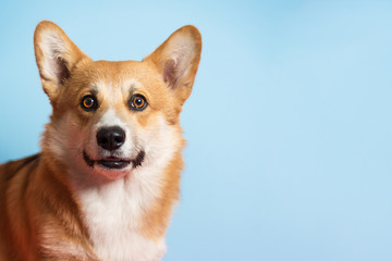 Portrait of a Corgi dog. Dog sits on a blue background and looks at the camera. His mouth is open and his tongue is out. Ears stick out. Copy space