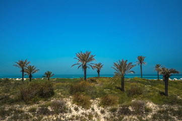 Fototapeta na wymiar Abu Dhabi. Clean beach shoreline of the Arabian Gulf island of Saadiyat. 