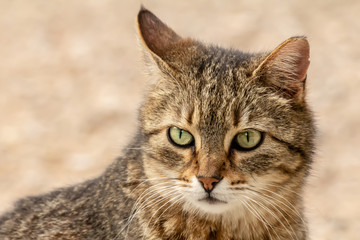 Naklejka na ściany i meble Close-up street cat portrait