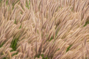 Obraz premium espigas doradas de hierba 