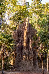 Fototapeta na wymiar termite mound
