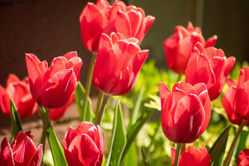 red red tulip