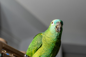 Blue Front Amazon Parrot
