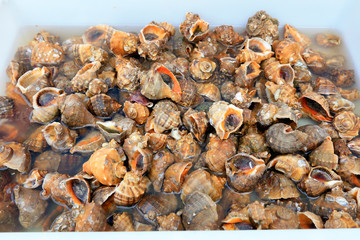 Conch piled up