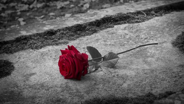 Red Rose Is Put On Monument Or Grave