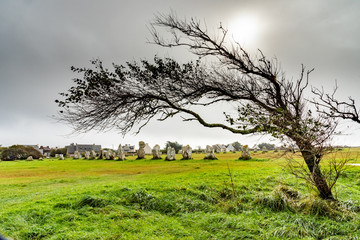 Standing stones in Brittany. A deformed tree lying by the force of the wind stands in front of an...