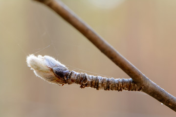 The awakening of nature in spring