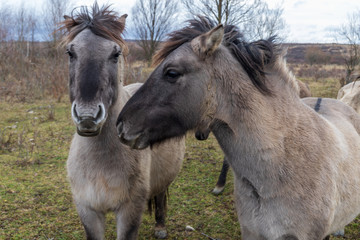 Konik 2