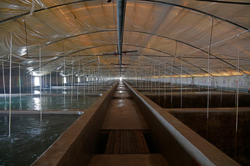 Sea water factory farm