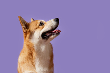 Portrait of a Corgi dog. Dog sits on a purple background and looks at the right. His mouth is open and his tongue is out. Ears stick out. Copy space