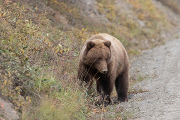 Grizzly Bear in Denali National Park in Autumn
